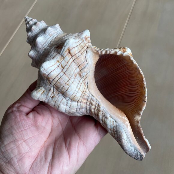 Florida State Shell Horse Conch, From Florida - Picture 4 of 10